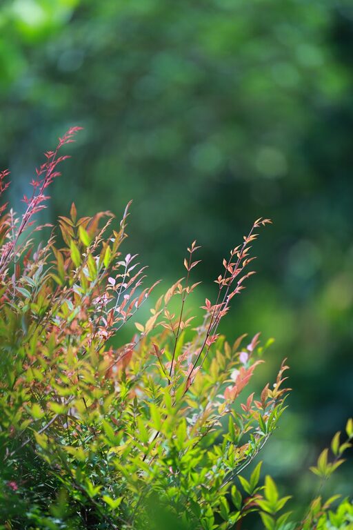 Tips for Creating a Sustainable and Enjoyable Home Garden Throughout the Seasons
